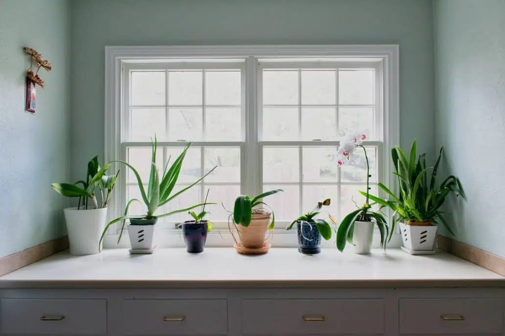 South facing alcove with plants from a laundry room makeover with SW Sea Salt and SW Extra white paint colors