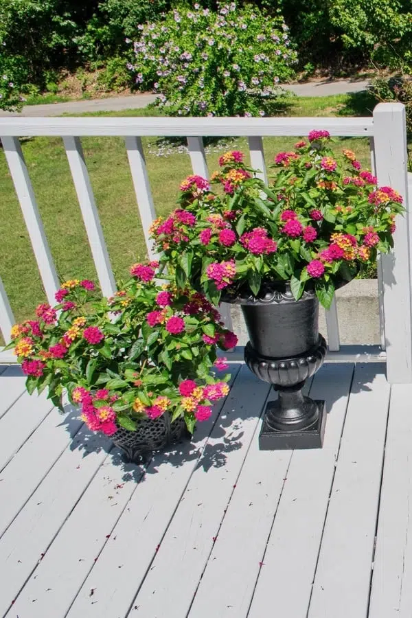 Back deck painted SW zircon blue with railings painted SW Extra White and bright red geraniums.