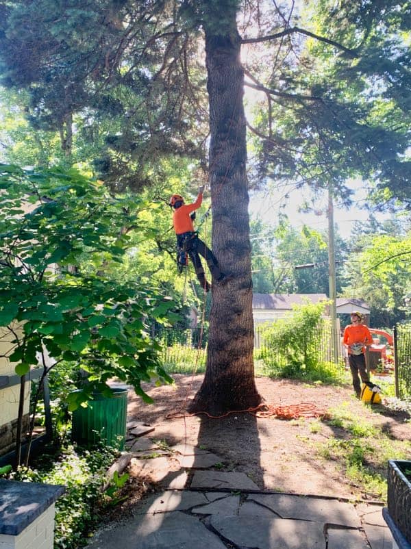 Old tree cut down