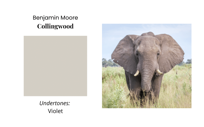 A graphic comparing BM Collingwood to the color of an elephant